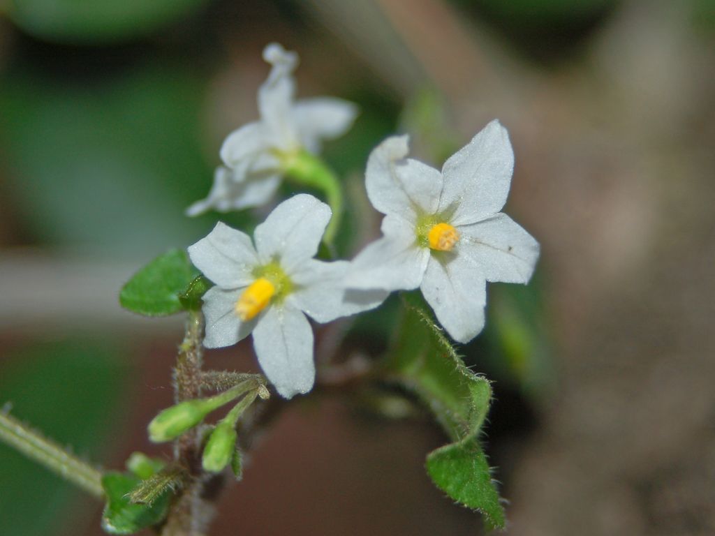 Solanum cfr. nigrum s.l.